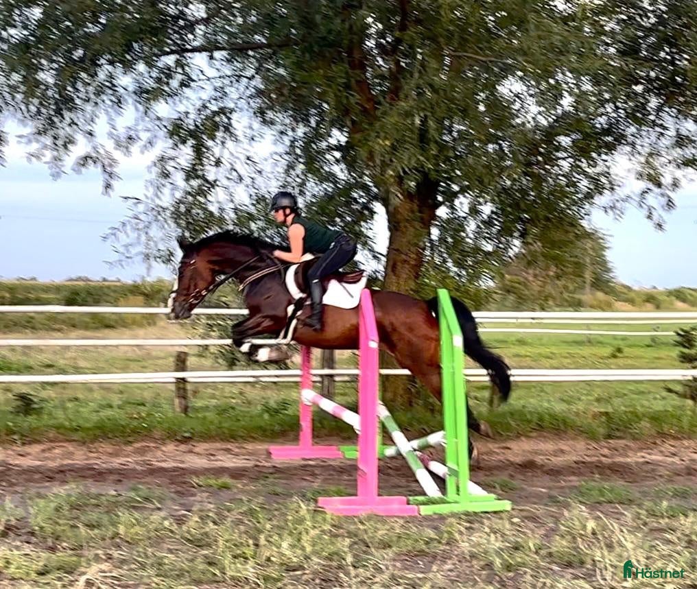  hästar Luna – Talented & Ambitious Mare for Junior Riders - Annons 3