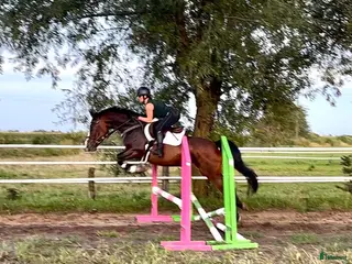 hästar Luna – Talented & Ambitious Mare for Junior Riders - Annons 3