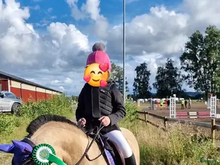 foderhäst B-ponny söker aktiv fodervärd m hästkunnig familj - Annons 5