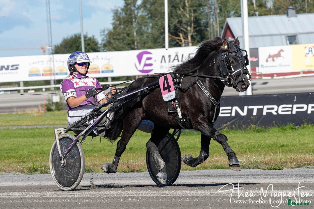 Allround hästar till salu: Vacker godkänd hingst! - Annons 1
