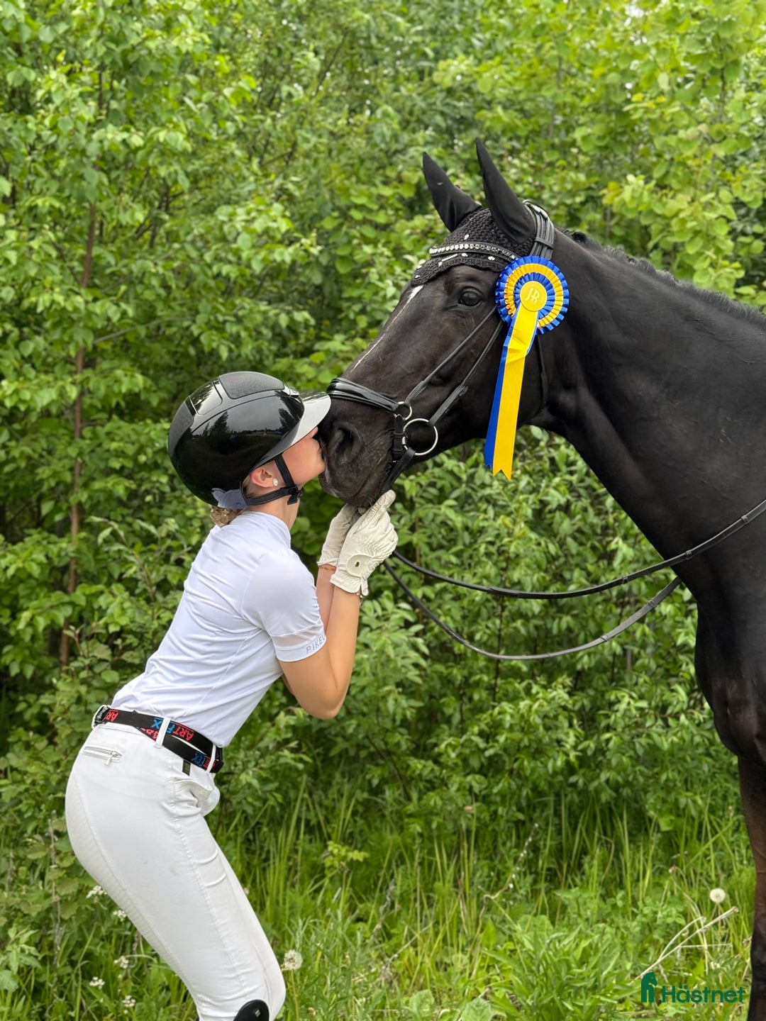 Dressyr hästar till salu: En häst med hjärta av guld söker sin nya bästa vän - Annons 7