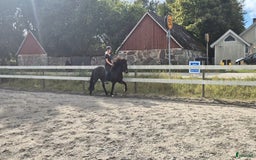 Island hästar till salu: Fint sto  i Sölvesborg - Annons 4