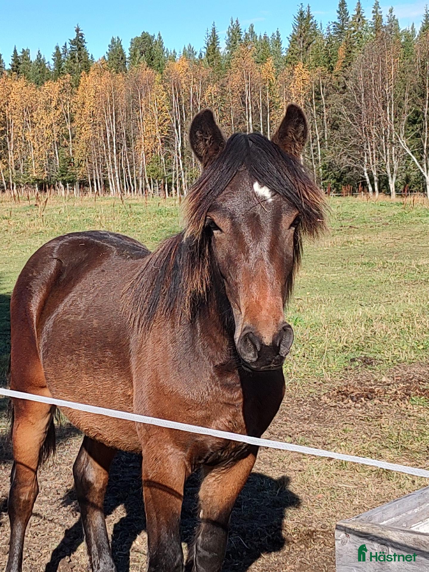  hästar Framtidens stjärna? - Annons 1
