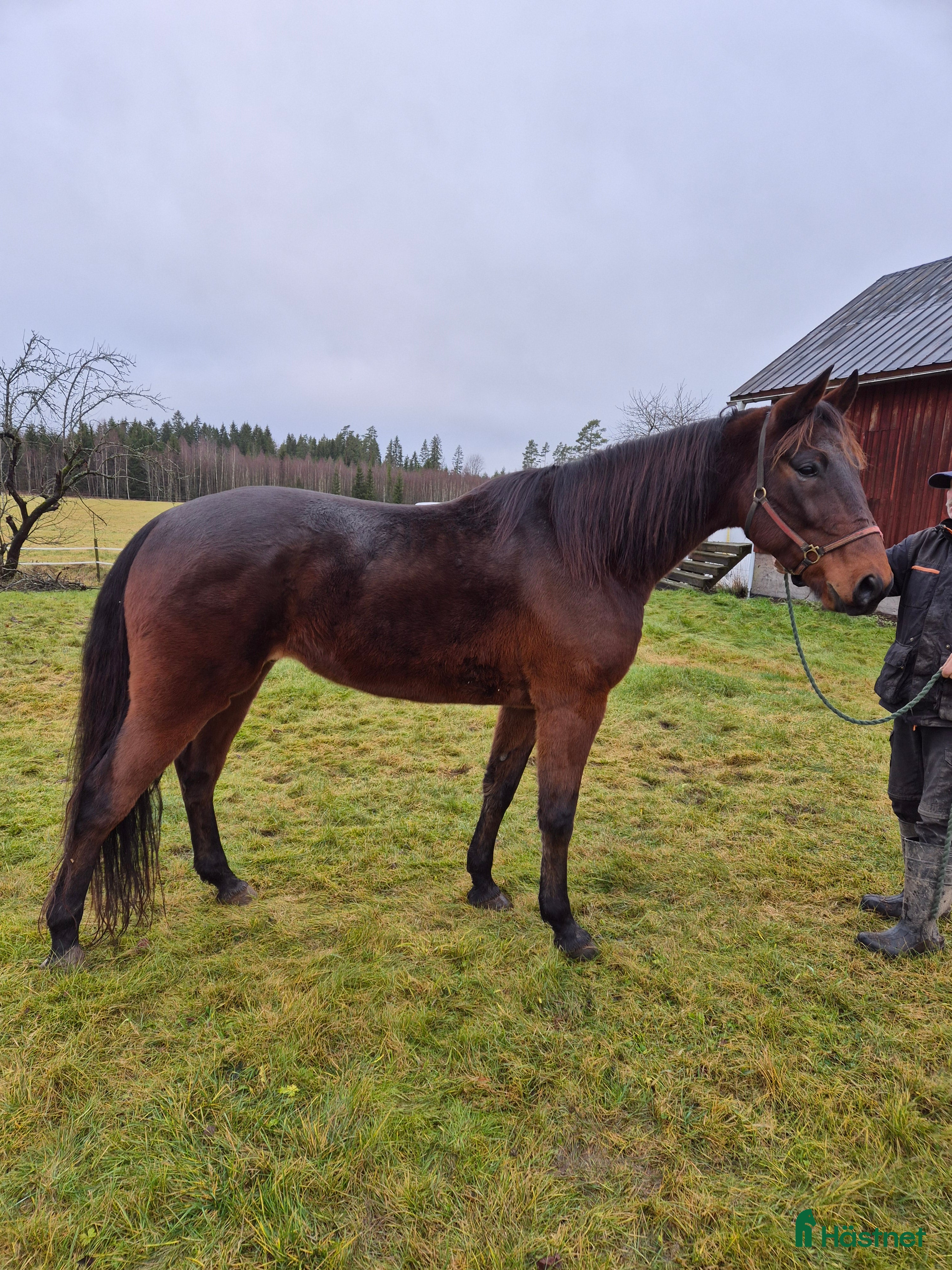  hästar Starthäst i Kil - Annons 1
