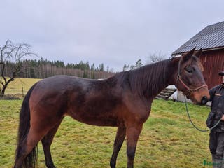 hästar Starthäst i Kil - Annons 6