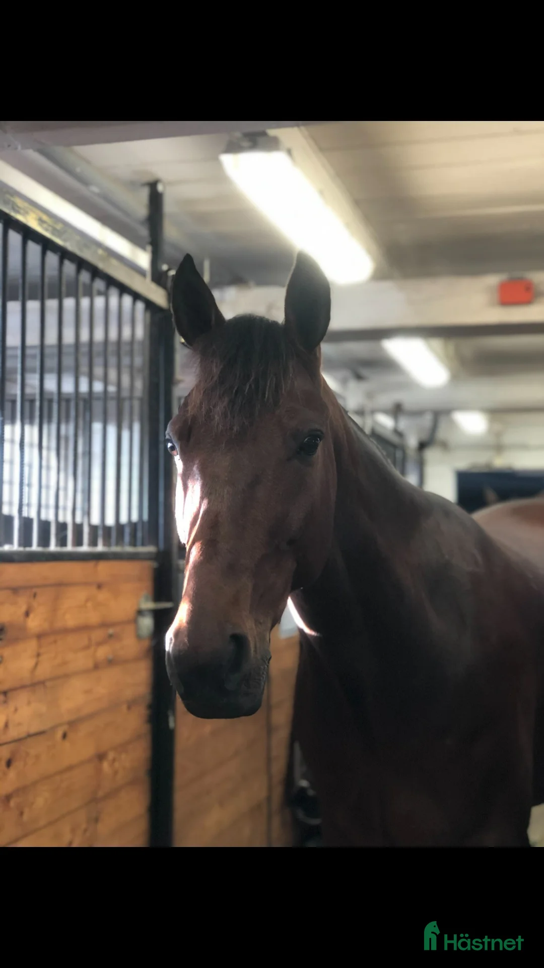 Allround hästar till salu: Bästa Kompis! i Enköping - Annons 3