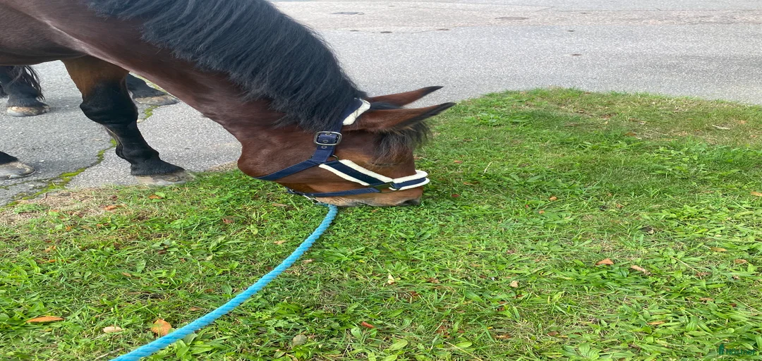 Galleribild {{count}}