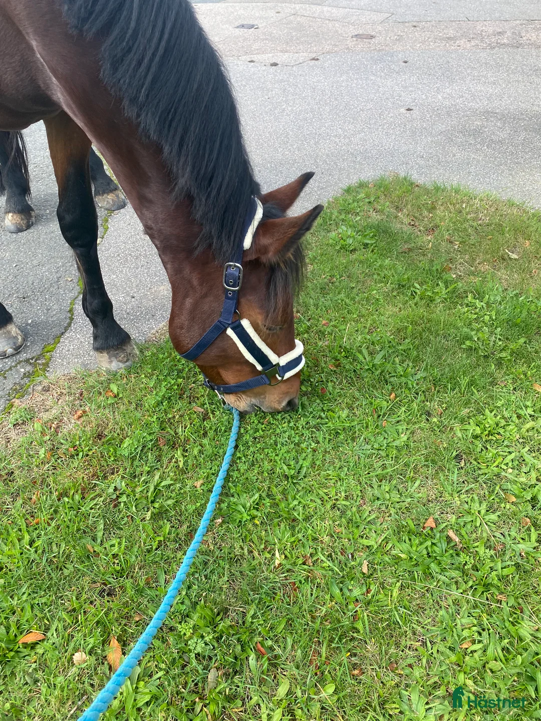 Galleribild {{count}}