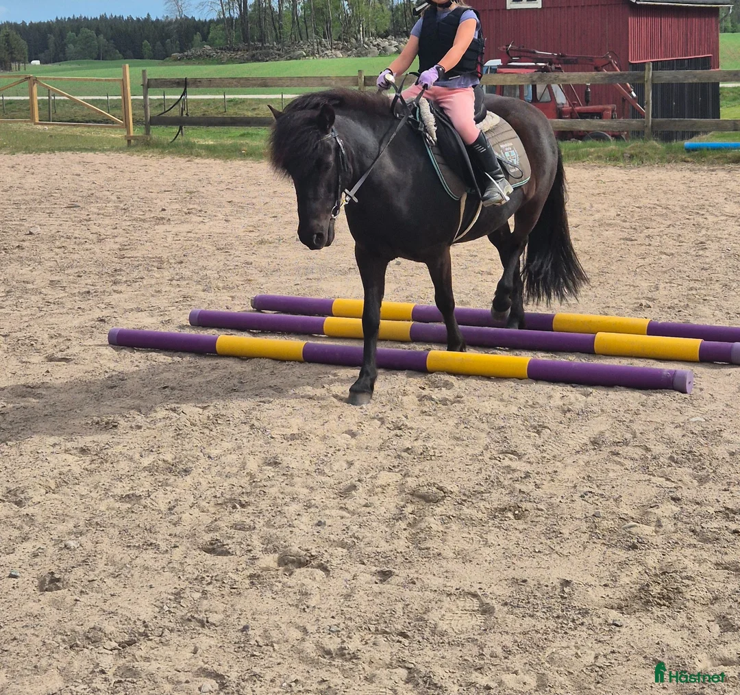 Allround hästar till salu: Lovande ponny  i Hishult - Annons 1