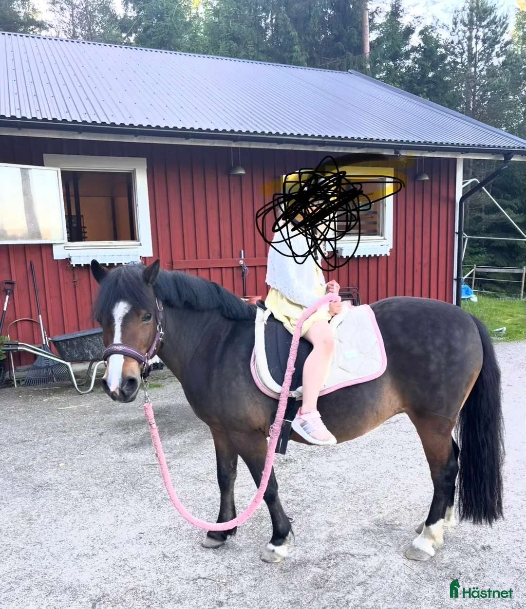 Allround hästar till salu: Snäll och charmig ponny - Annons 1