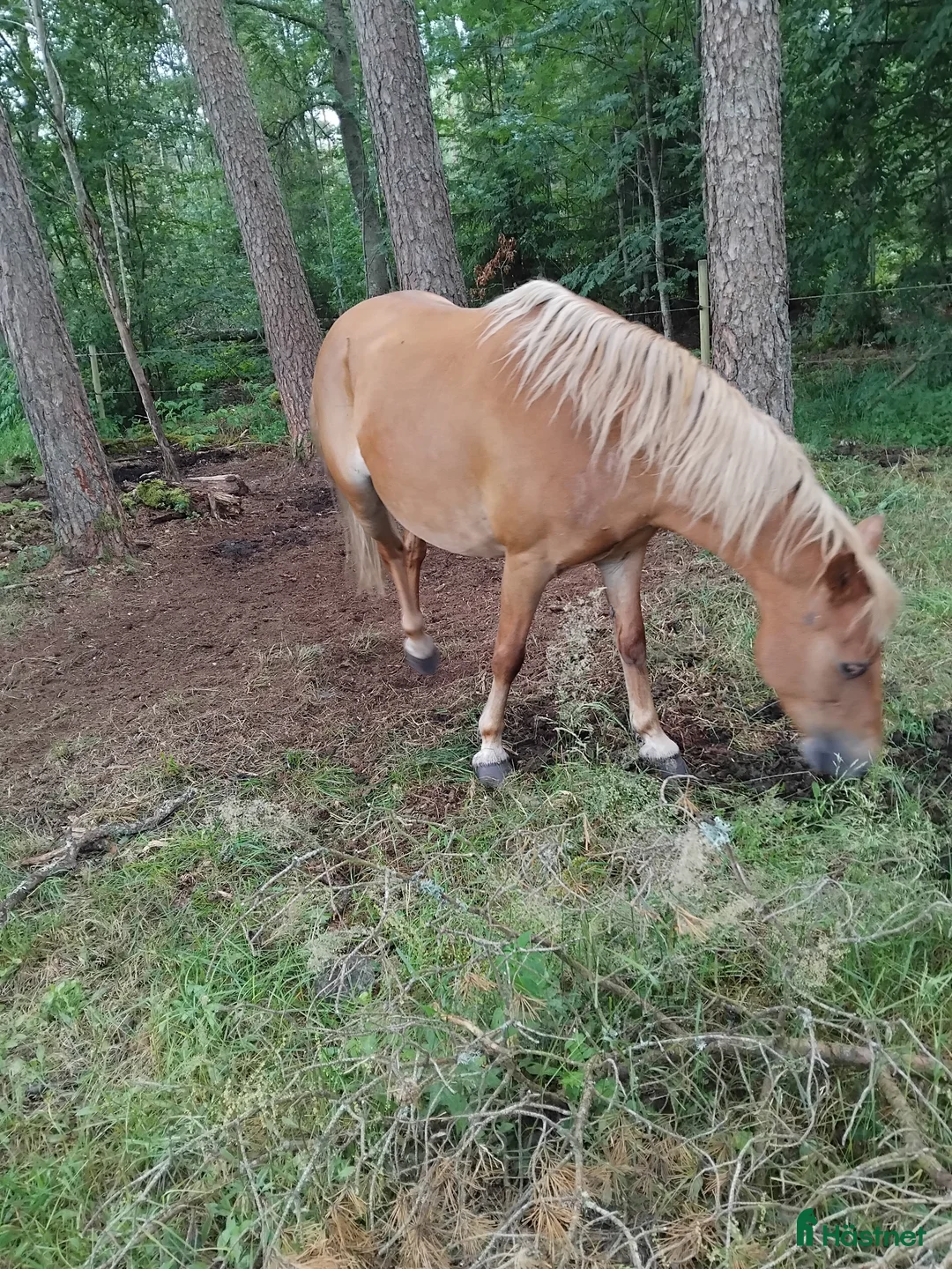Avelshästar hästar till salu: Vår lilla russfamilj är till salu. i Månstad - Annons 4