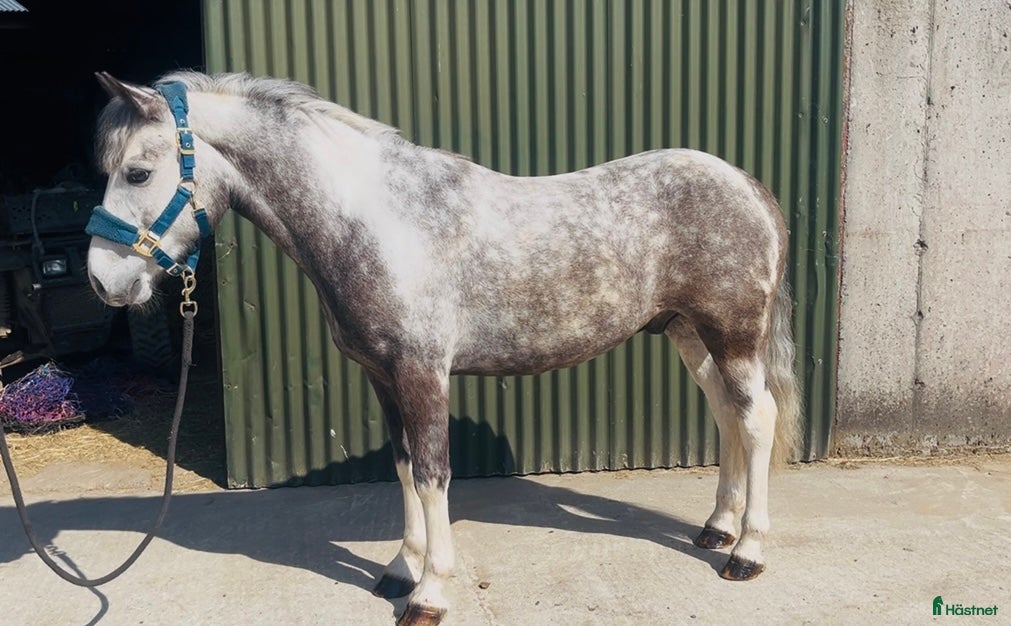  hästar 6yo gelding 128cm - Annons 9