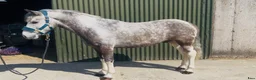 Allround hästar till salu: 6yo gelding 128cm - Annons 1