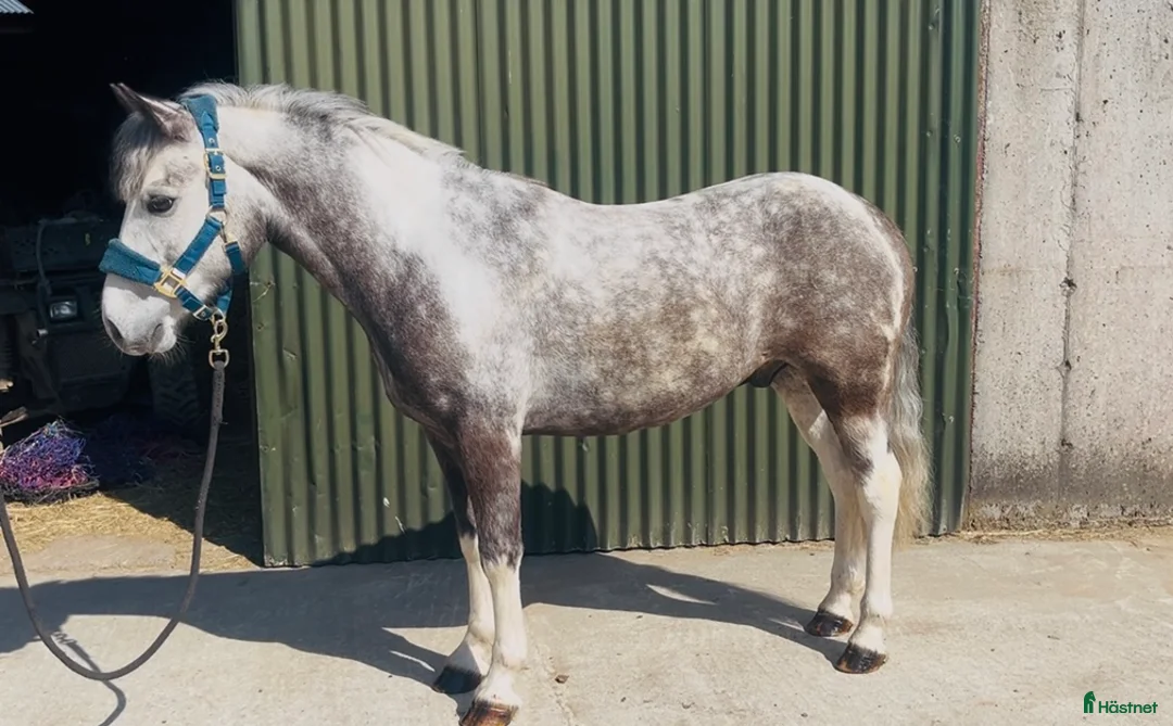 Allround hästar till salu: 6yo gelding 128cm - Annons 1