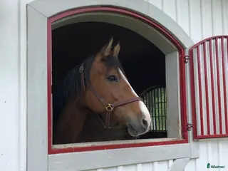 stallplats finnes: Uthyres stall med lösdrift - Strängnäs/Björsund i Strängnäs - Annons 2