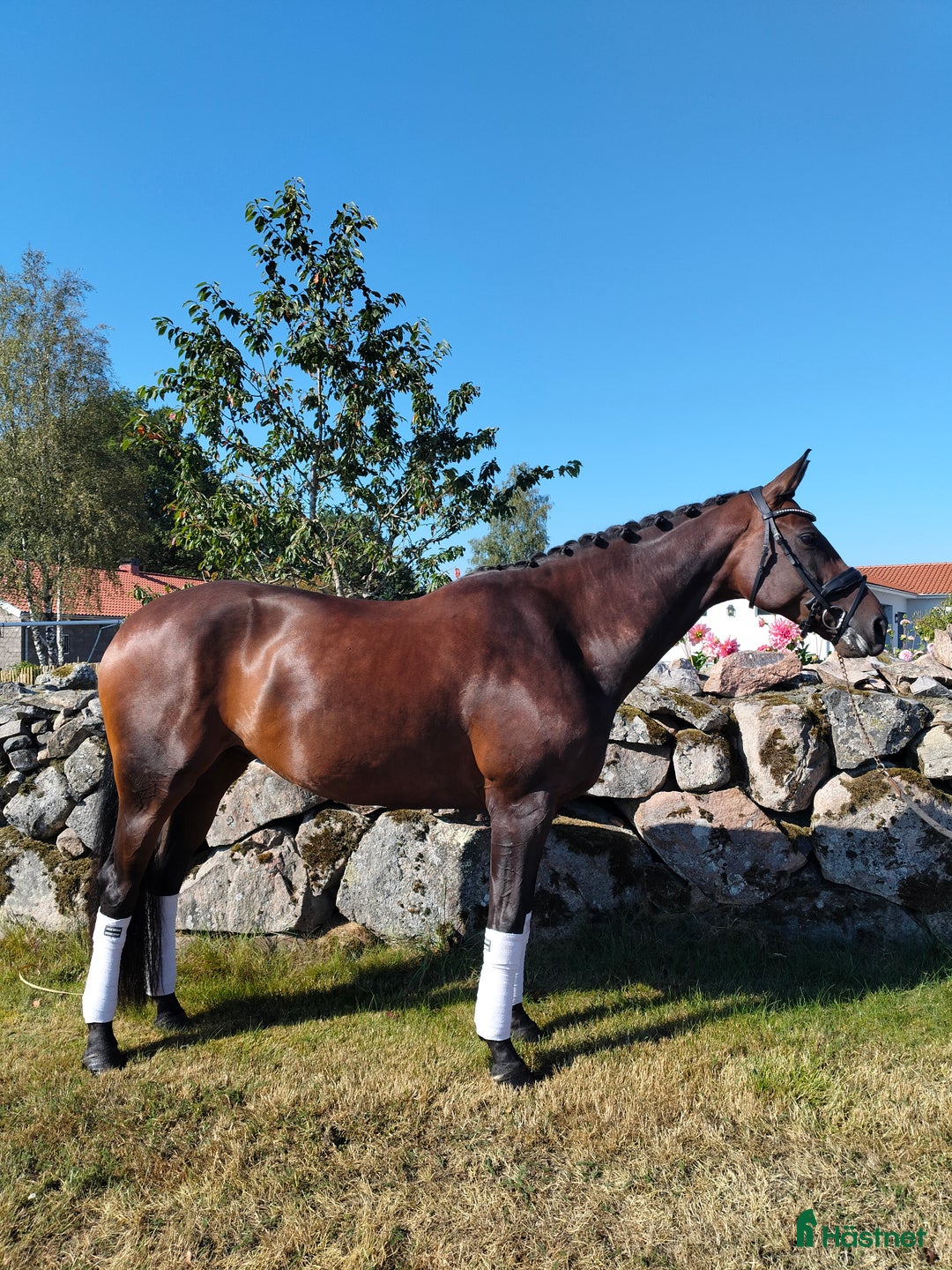 Dressyr hästar till salu: Helt underbar och lovande 8-åring! i Glimåkra - Annons 4
