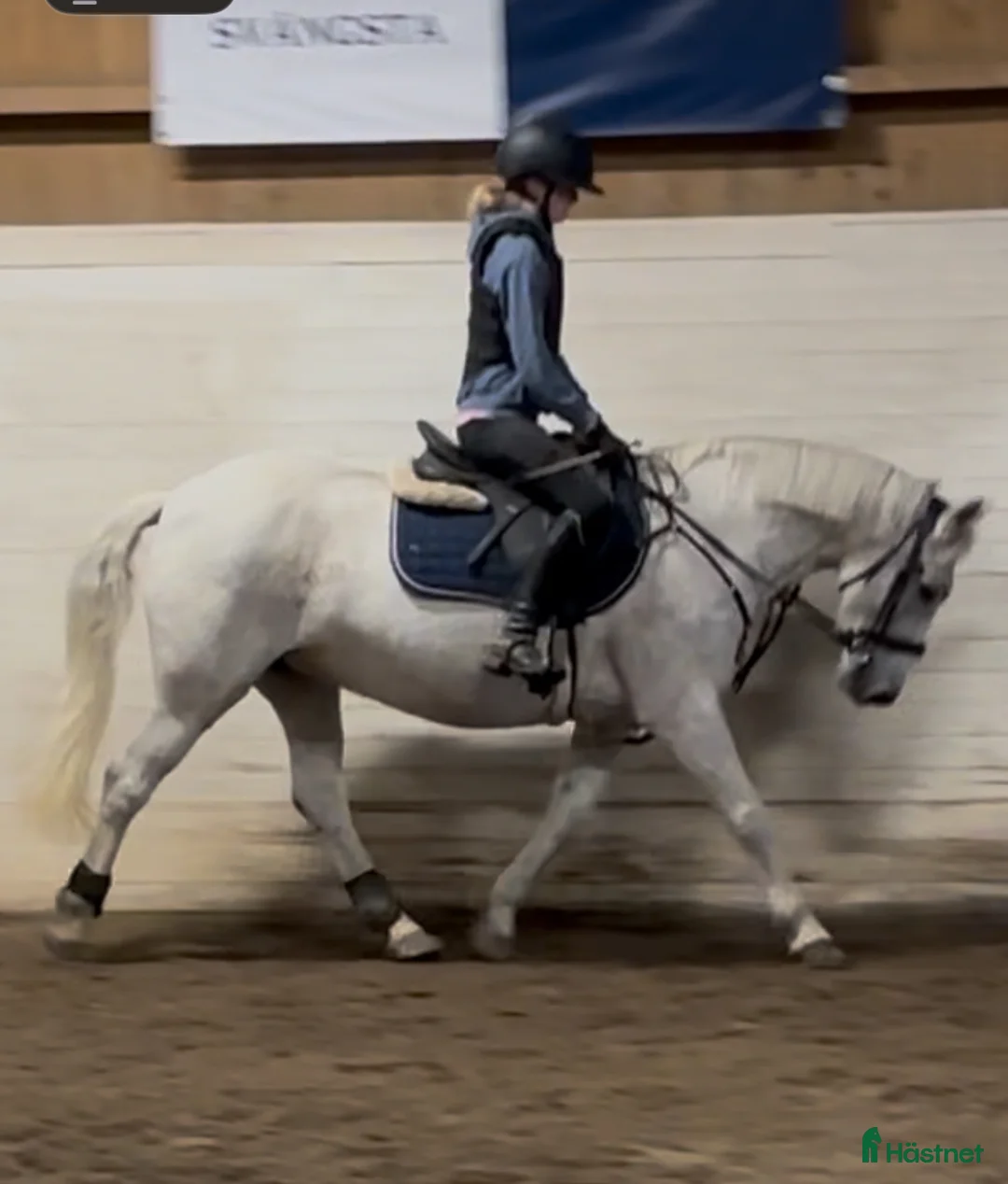 Allround hästar till salu: Sagoponny - Annons 3