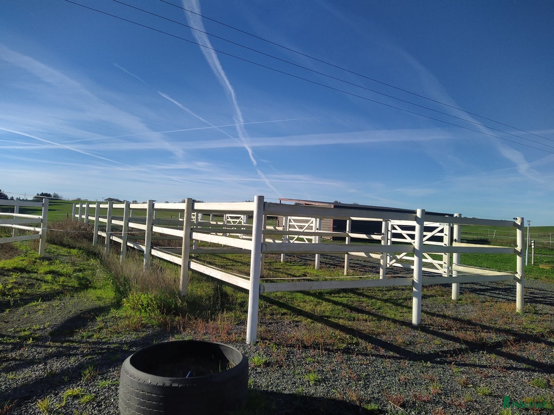  stallplats finnes: Hästboxar att hyra på en fantastisk tomt.  i Tomelilla - Annons 19