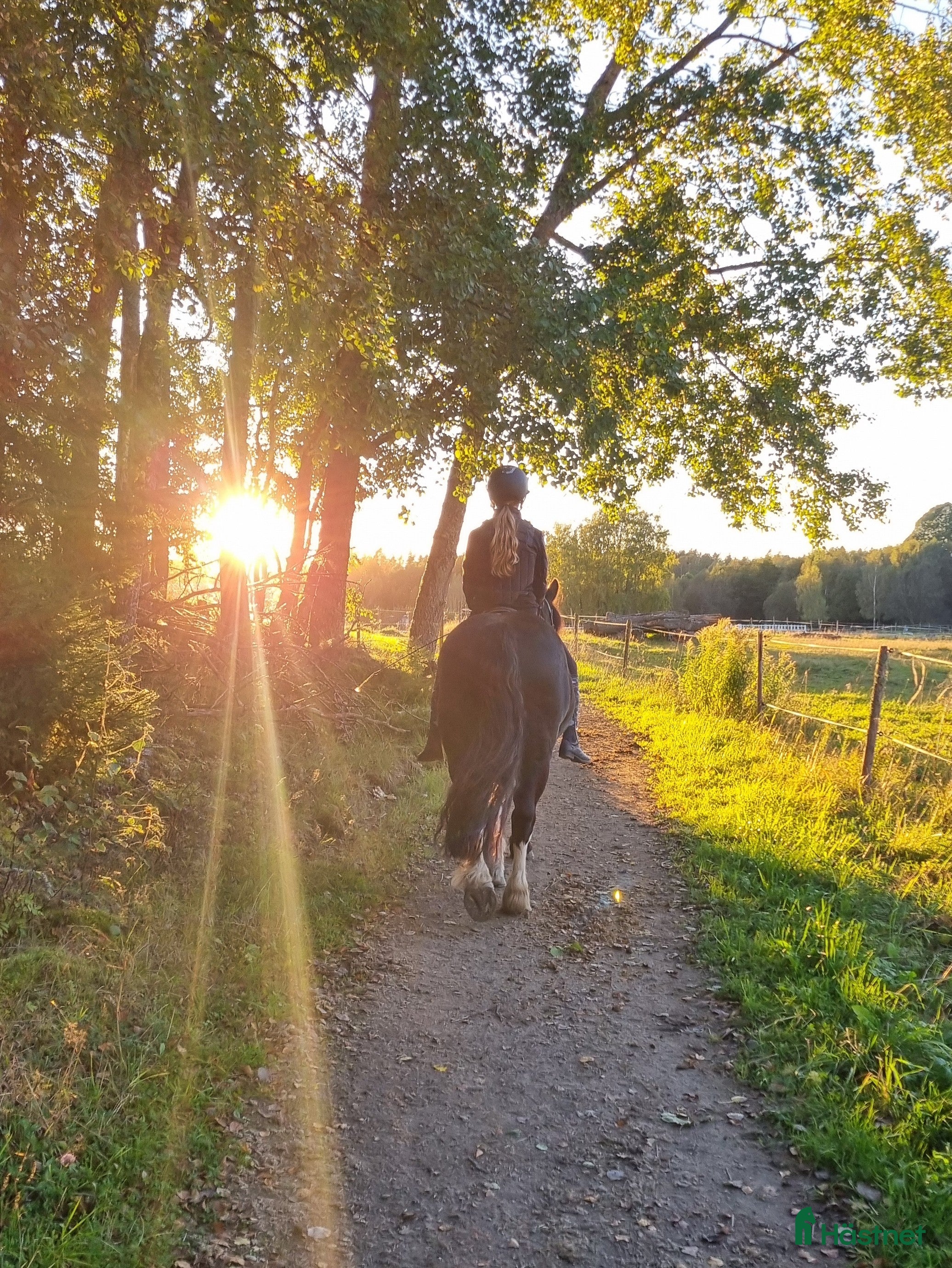  foderhäst Foderponny sökes!!! - Annons 18