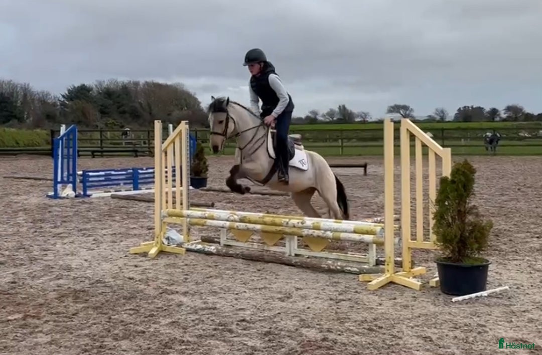 Hoppning hästar till salu: Ljuvlig B ponny ⭐️ i Valbo - Annons 1