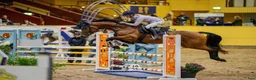 Hoppning hästar till salu: 5årigt fölsto - Annons 3