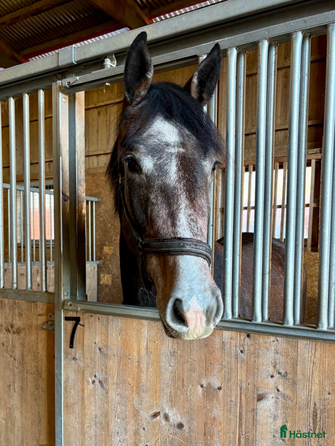 Hoppning hästar till salu: Valack 2år e: Caracas-Electro-Darco  i Götene - Annons 2