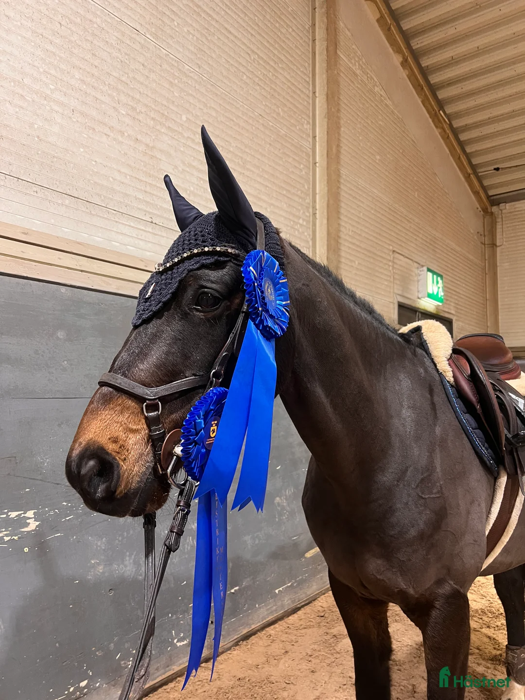 Hoppning hästar till salu: Läromästare med hjärtat på rätt ställe!  i Skövde - Annons 3