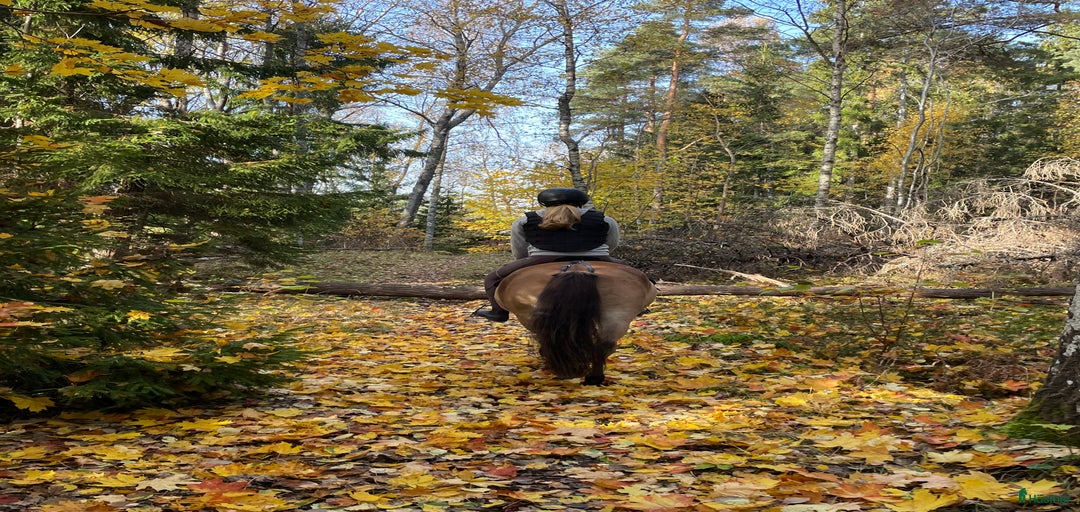 Galleribild {{count}}