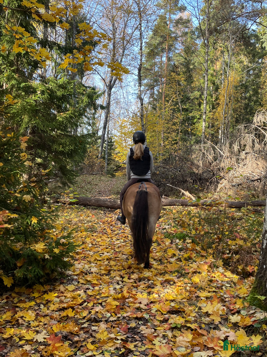 Galleribild {{count}}