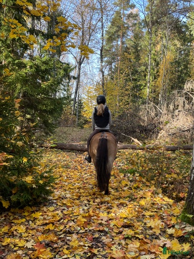 Galleribild {{count}}