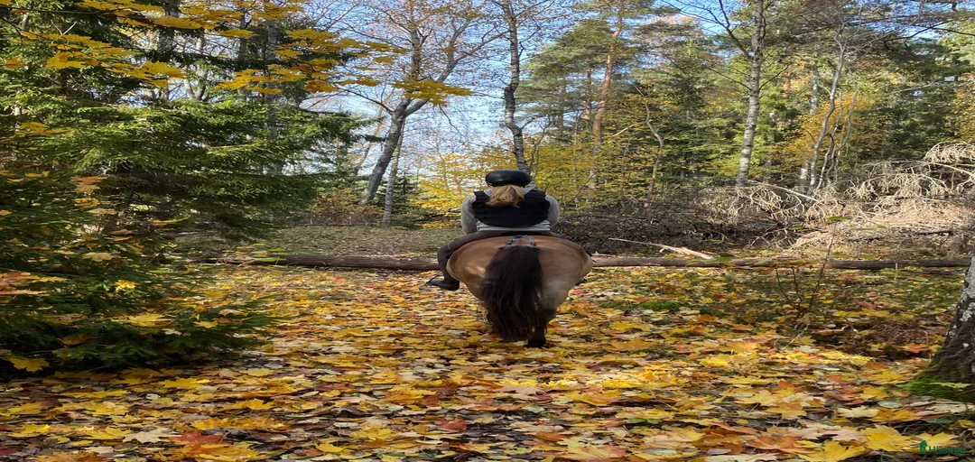 Galleribild {{count}}