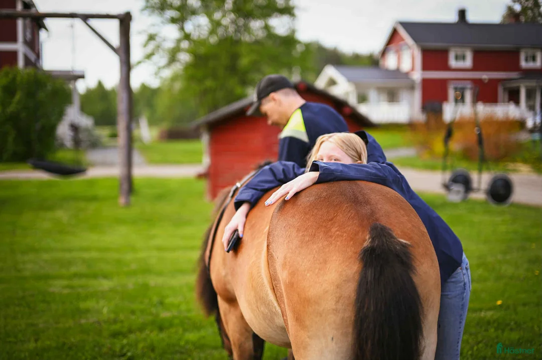 Trav hästar till salu: Mysig ponnytravare - Annons 5