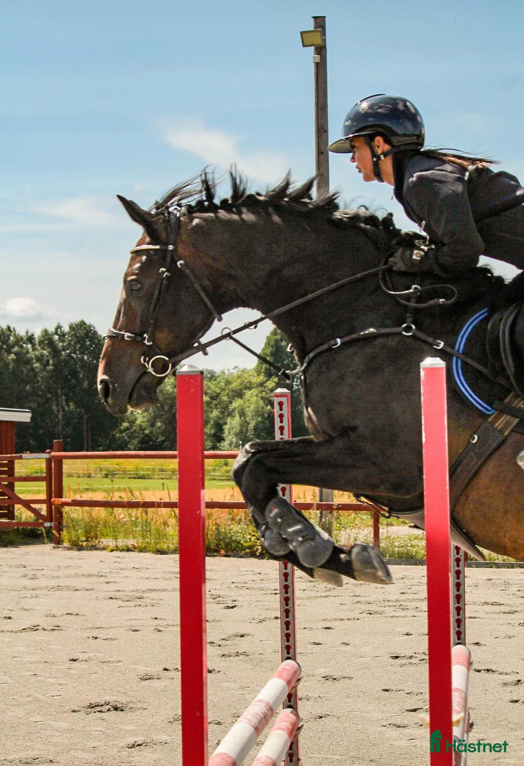 Hoppning hästar till salu: Hopphäst med potential - Annons 1