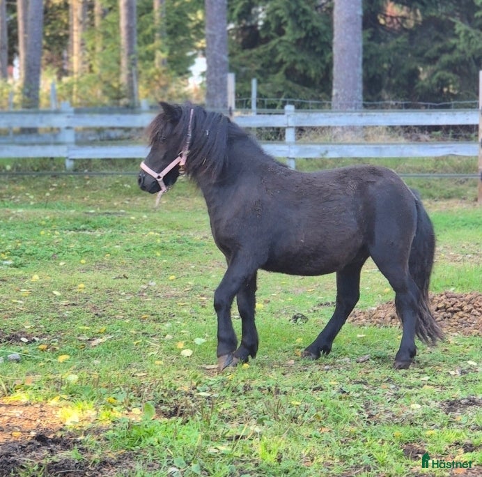  hästar Trevlig unghingst - Annons 5