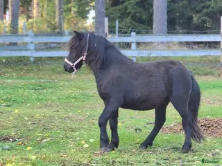 hästar Trevlig unghingst - Annons 5
