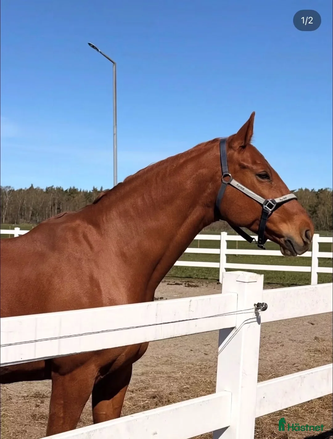 Allround hästar till salu: Vallack 12 år till lättare ridning / sällskap - Annons 2