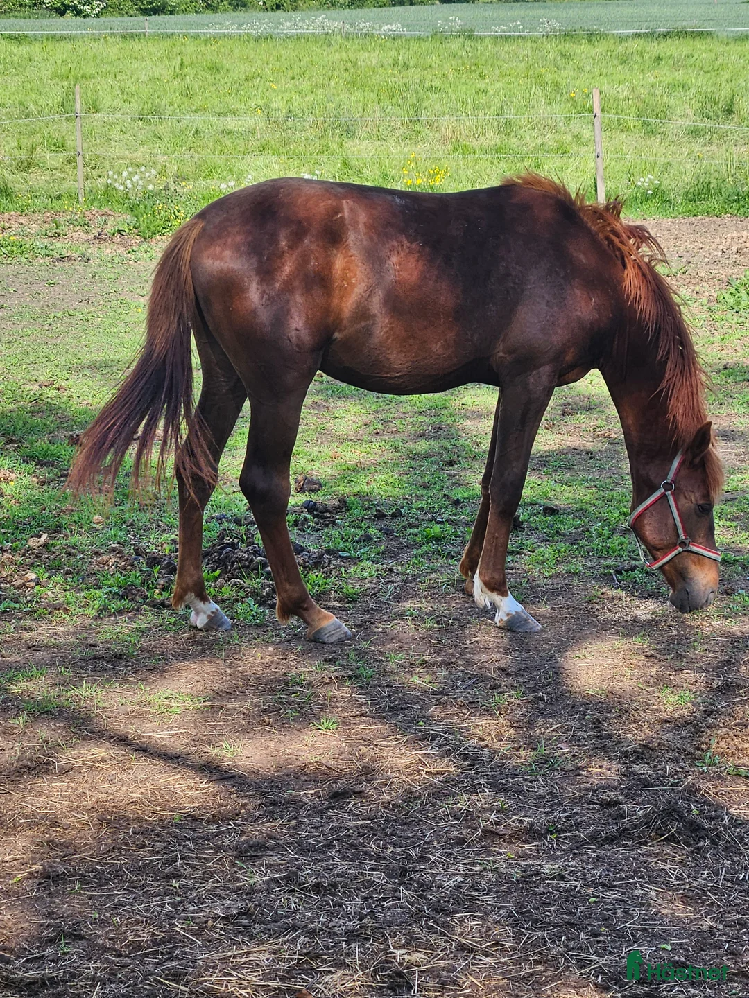 Allround hästar till salu: Vacker kille  - Annons 1