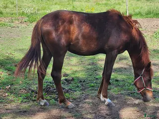 hästar Vacker kille - Annons 5