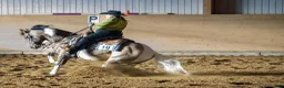 Western hästar till salu: Hingstämne - Annons 7