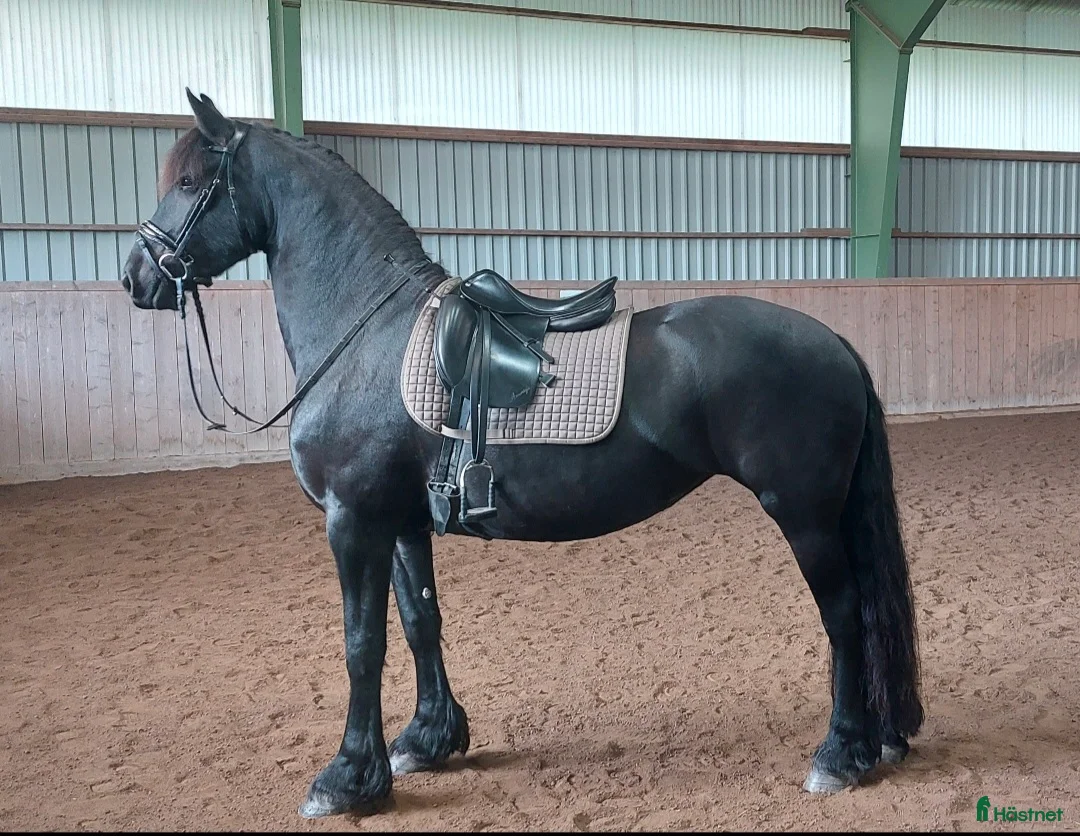 Allround hästar till salu: Underbart friesersto  - Annons 1