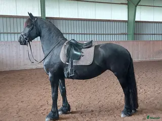 hästar Underbart friesersto - Annons 3