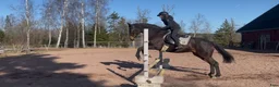 Allround hästar till salu: Trevligt allroundsto - Annons 3