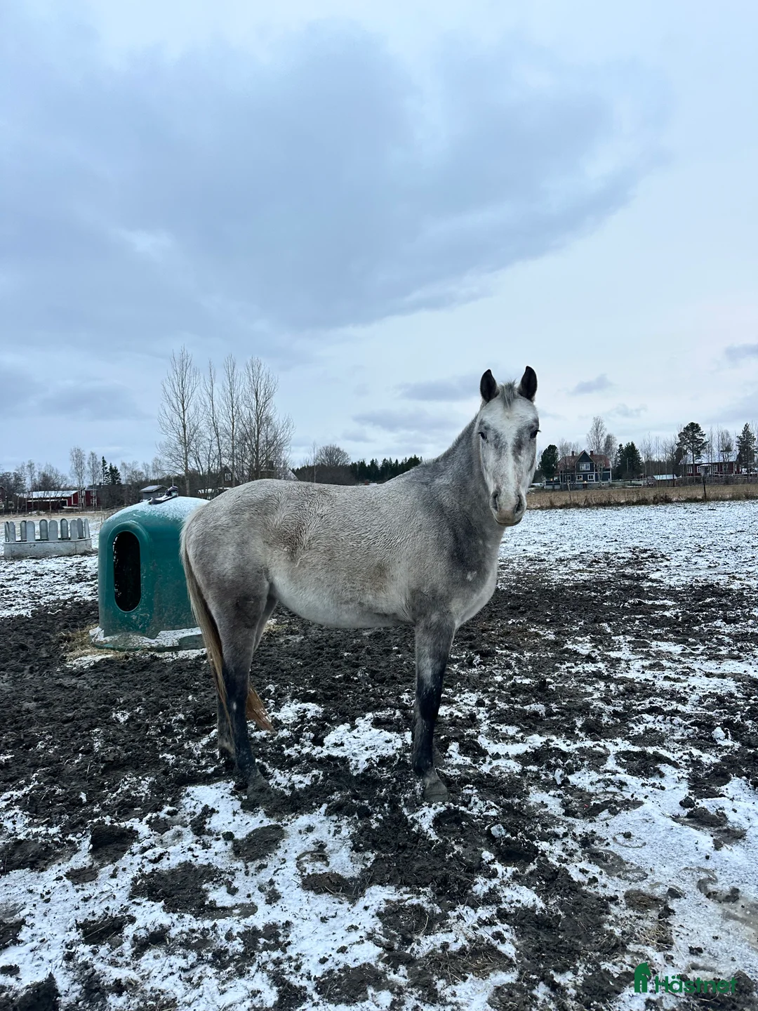 Allround hästar till salu: En vän för framtiden🌟 - Annons 3