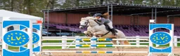Hoppning hästar till salu:  Connemara Sport Pony - Annons 6