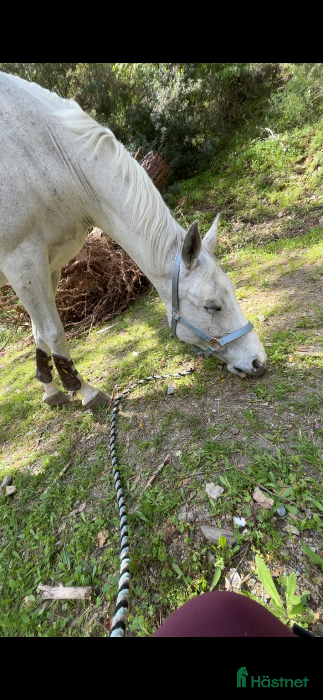 Övrigt hästar till salu: Hela letar sitt nya hem ❤️  - Annons 2