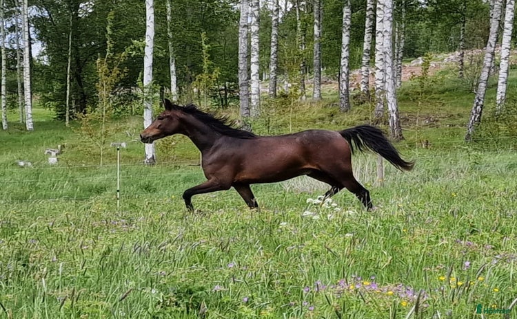  hästar i Nora - Annons 16