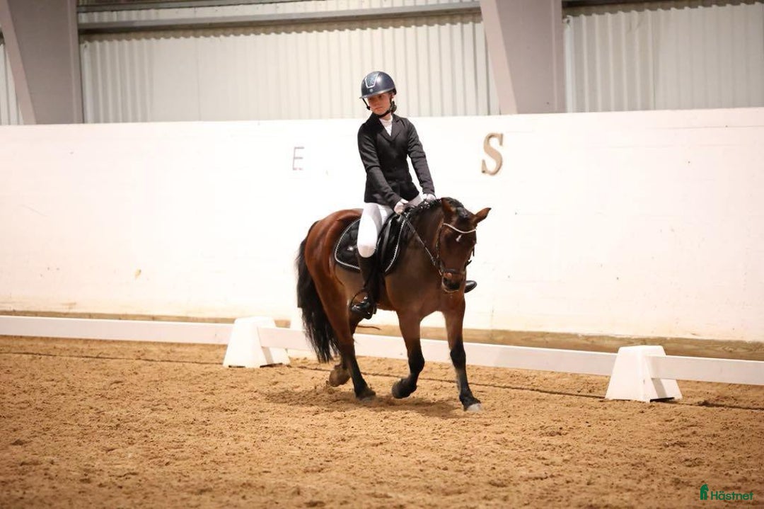 Hoppning hästar till salu: En riktig bästa kompis  i Vikingstad - Annons 4