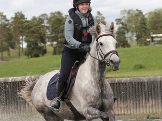 medryttarhäst finnes: Välutbildad tävlingsponny D söker bet. medryttare i Åkersberga - Annons 1