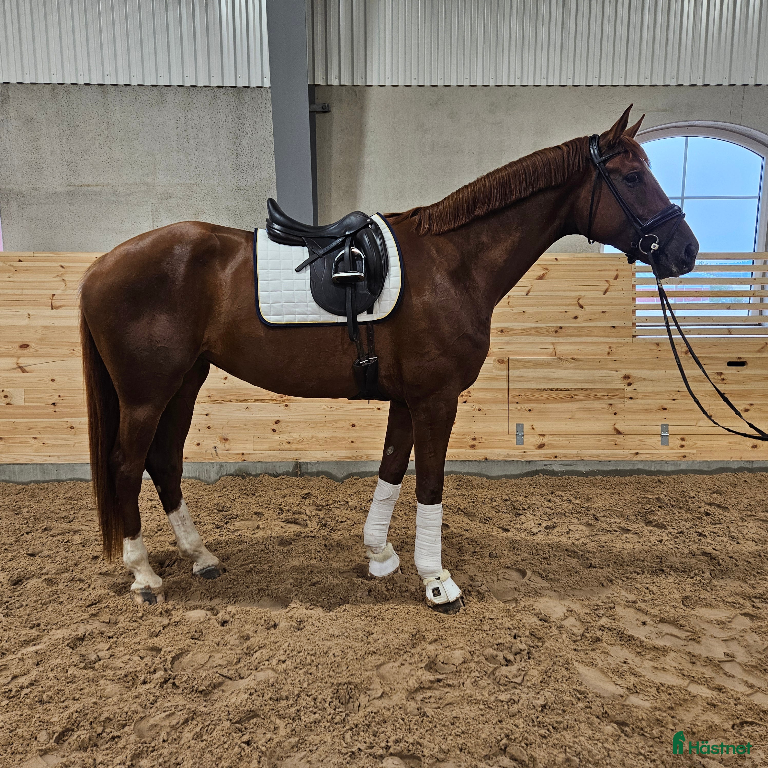  hästar Gångart/Diplomsto -2021 i Örebro - Annons 22