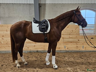 hästar Gångart/Diplomsto -2021 i Örebro - Annons 12